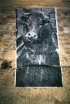 Cimetiere-VacheEtFleur.JPG